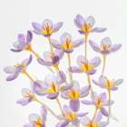 USA, Washington State, Seabeck. Close-up of crocus blooms. with dew. Art Print
